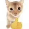 Video sticker 👍 cursed kittens @sa...