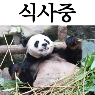 Telegram sticker 🐼 재앙티콘 by Patek