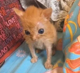 Telegram sticker 😔 Favorite stickers :: @fStikBot