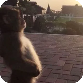 Video sticker 🐵 By-@BetterCallThomas
