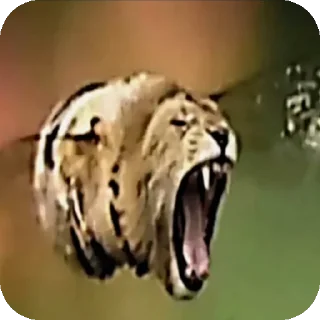 Video sticker 👄 Параша всякая