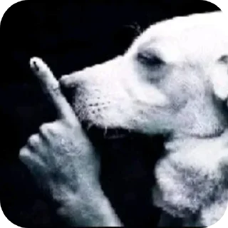 Video sticker 🐶 @iamSteff