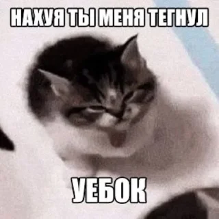 Sticker 🤬 Мои стики
