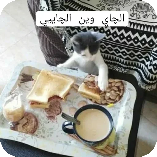 Telegram sticker 😾 ريموو