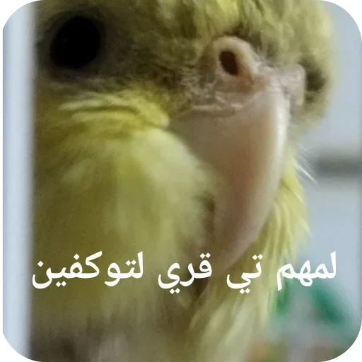 Telegram sticker 😀 ريموو