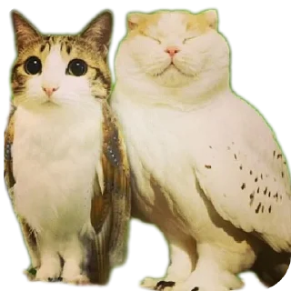 Video sticker 🐱 ريموو