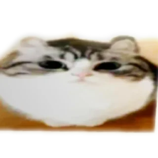 Video sticker 🛋 ريموو