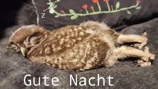 Video sticker 😴 Büchereule_3