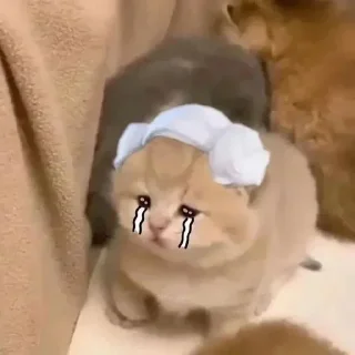 Video sticker 😭 𝗡𝗮𝗿𝘂𝘁𝗼││𝗞𝗮𝗻𝗲𝗸𝗶s Pack @MoonsGC