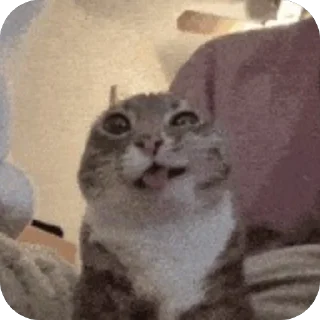 Video sticker 🫥 Дыньки :: @fStikBot