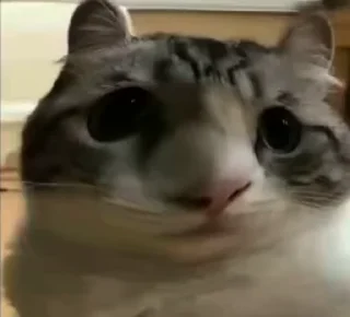 Video sticker 😯 VideoPack @I_Den_I