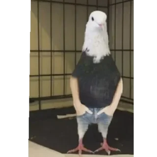 Video sticker 👍 @itwojak