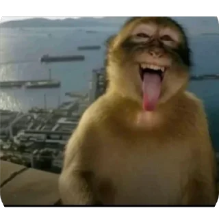 Video sticker 🫥 Monkey pack @jewsjutsu