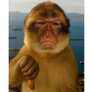 Video sticker 🫥 Monkey pack @jewsjutsu