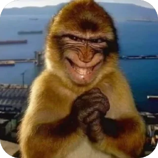 Video sticker 🫥 Monkey pack @jewsjutsu