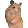 Video sticker 🐹 @cosiness1454 @Soz...