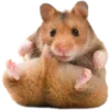 Video sticker 🐹 @cosiness1454 @Soz...