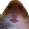 Video sticker 🐹 @cosiness1454 @Soz...
