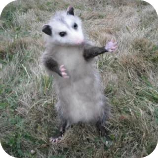 Telegram sticker ❤ Опоссума @TgEmodziBot