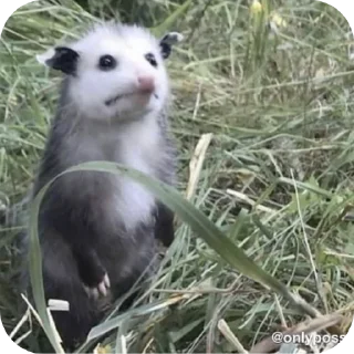 Telegram sticker ❤ Опоссума @TgEmodziBot