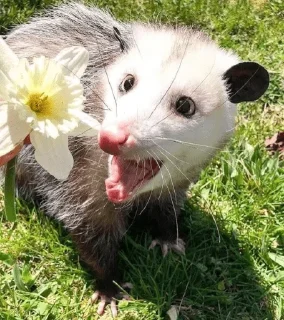 Video sticker 🤩 Опоссума @TgEmodziBot