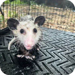 Video sticker 👍 Опоссума @TgEmodziBot