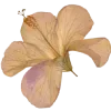 Video sticker 🌸 soft inside (polin...