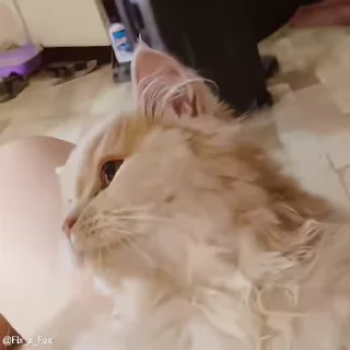 Video sticker ❤️ Больше стиков тут: @stikery4