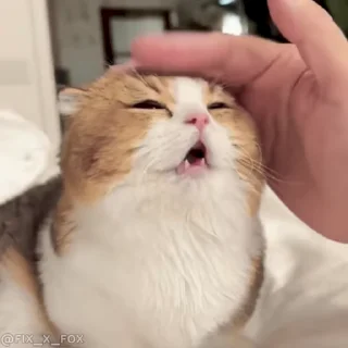 Video sticker 🤗 Больше стиков тут: @stikery4
