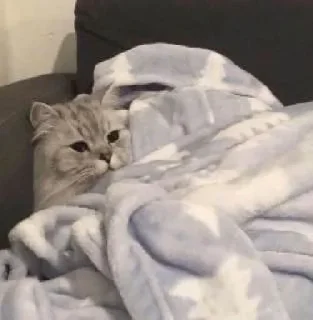 Telegram sticker 🙂 سلطان | @i_Roqi