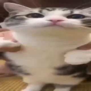 Video sticker 🤩 комарэкэ https://t.me/komariki_tg