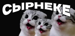 Video sticker 🌟 комарэкэ https://t.me/komariki_tg