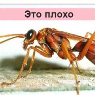 Video sticker 🙁 Стикеры Планеты Гугл