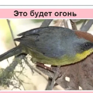 Video sticker 🔥 Стикеры Планеты Гугл