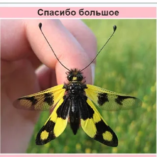 Telegram sticker 🙂 Стикеры Планеты Гугл