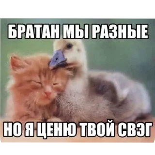 Video sticker 🥰 мадун :: @fStikBot