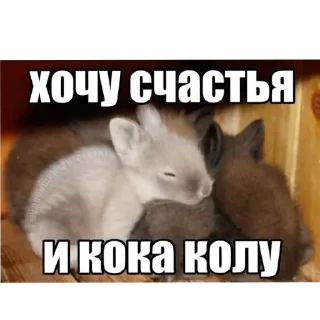 Video sticker 🥰 мадун :: @fStikBot