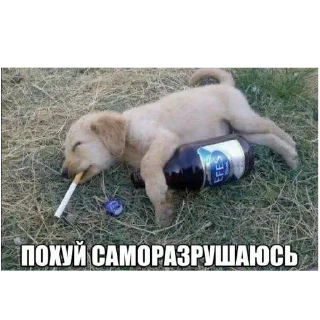 Telegram sticker 🐶 мадун :: @fStikBot