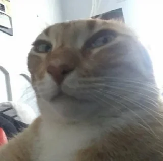 Video sticker 🤨 dumb cat