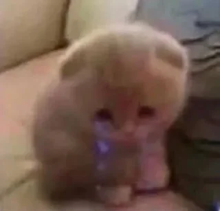 Video sticker 😢 dumb cat