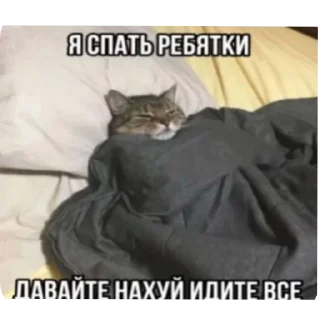 Telegram sticker 🐱 кога ты че ебанат