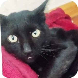 Video sticker 🐱 My Sticker