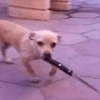 Video sticker 😍 حزمة عچو