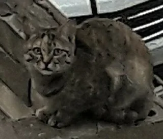 Video sticker 😧 حزمة عچو