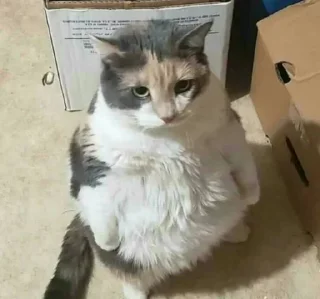 Telegram stiker 😔 حزمة عچو