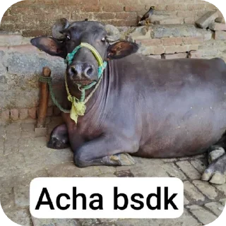 Telegram sticker 👍 Seichi's pack