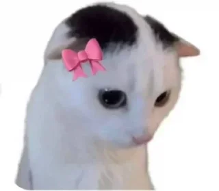 Video sticker 🎀 Channel: @sogerr1402
