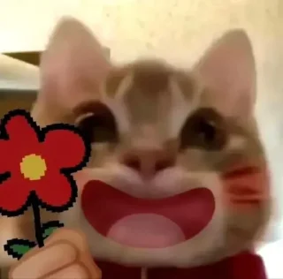 Video sticker 💐 punya cathy @petitesg