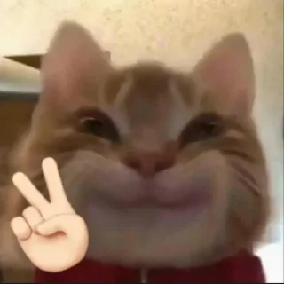 Telegram sticker 😸 punya cathy @petitesg