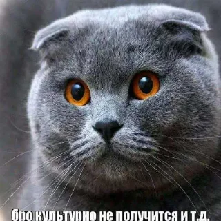 Video sticker 😠 Котишочки от @auto_lose